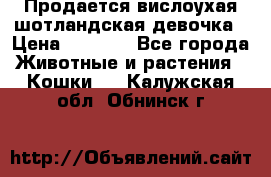 Продается вислоухая шотландская девочка › Цена ­ 8 500 - Все города Животные и растения » Кошки   . Калужская обл.,Обнинск г.